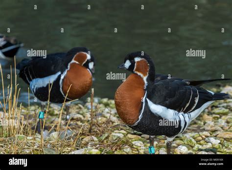 Red Breasted Geese At Slimbridge Stock Photo Alamy