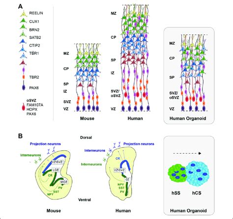 Comparative Representation Of Mouse And Human Brains And Organoids A