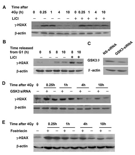 Dna Pkcs Plays A Dominant Role In The Regulation Of H Ax