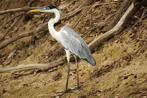 Flashcards - Estuary Biome Animals & Plants List & Flashcards | Study.com