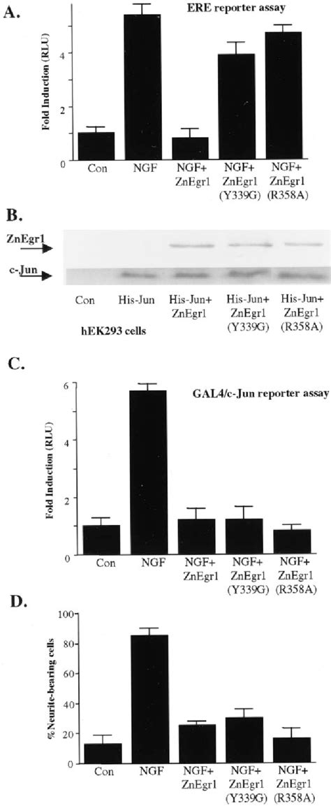 Figure From A Dominant Negative Egr Inhibitor Blocks Nerve Growth