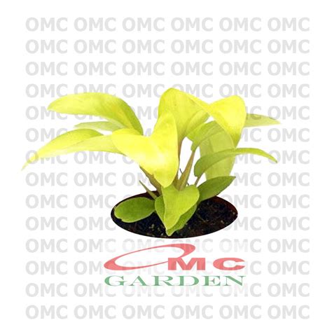 Jual Srigading Sri Gading Kuning Sirih Gading Centong Philodendron