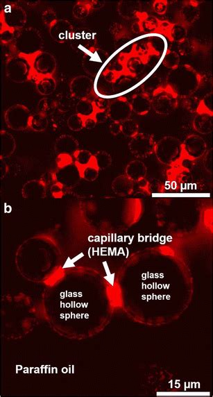 Confocal Image Slice For The Hydrophilic Hollow Glass Spheres In Download Scientific Diagram