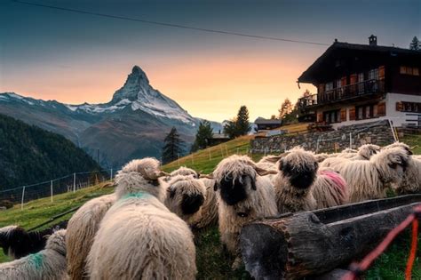 Bela vista de ovelhas valais blacknose em estábulo e casa de madeira na