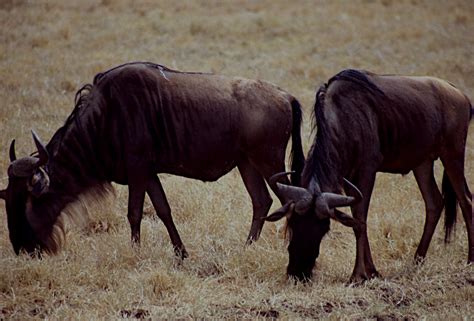 Serengeti Safari Tours Best Serengeti Travel Packages