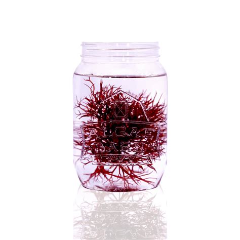 About The Red Alga Gracilaria Macroalgae The Algae Lab Algaebarn