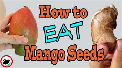 You Can Eat Mango Seeds Weird Fruit Explorer Ep 357 Youtube