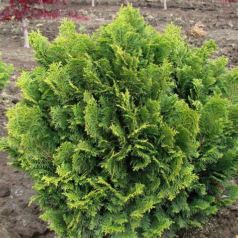 Chamaecyparis Obtusa Nana Gracilis Faux Cyprès Hinoki Du Japon Vert