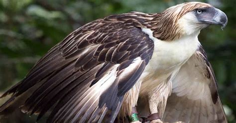 Philippine National Bird Learn English In The Philippines