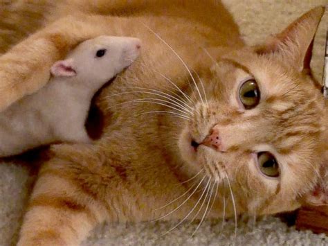 Cat And Rat Are Friends Cat Daily News