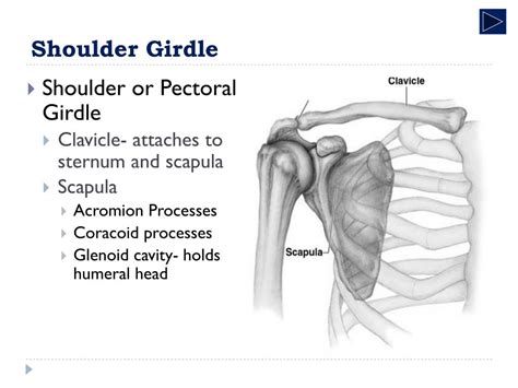 Shoulder Girdle Wikipedia