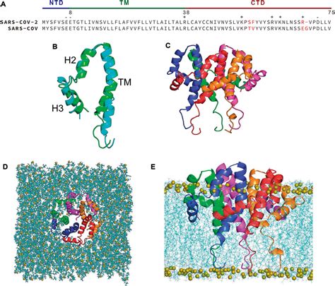 Frontiers Refinement Of Sars Cov Envelope Protein Structure In A