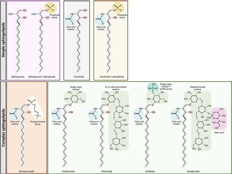 Frontiers Targeting Sphingolipids For Cancer Therapy