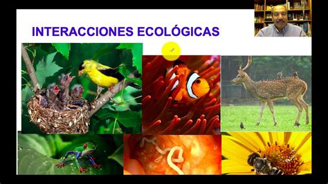 Interacciones Ecológicas Youtube