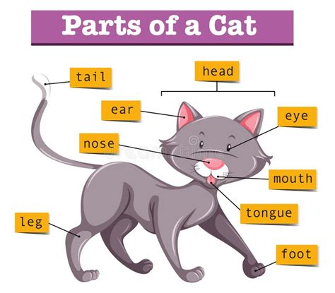 Diagram Showing Parts Of Cat Stock Vector Illustration Of Kitten