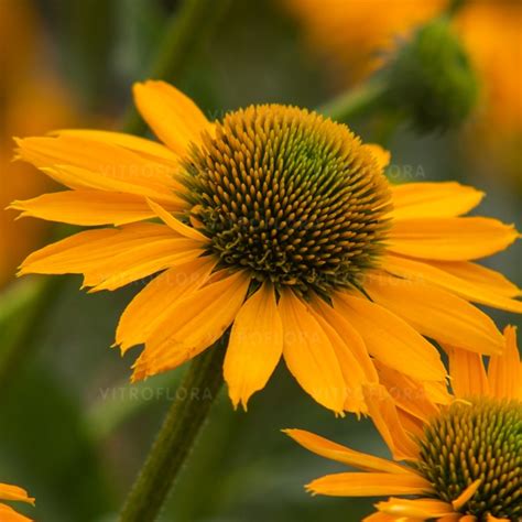 Je Wka Echinacea Purpurea Kismet Yellow Rosliny Krakowscy Pl