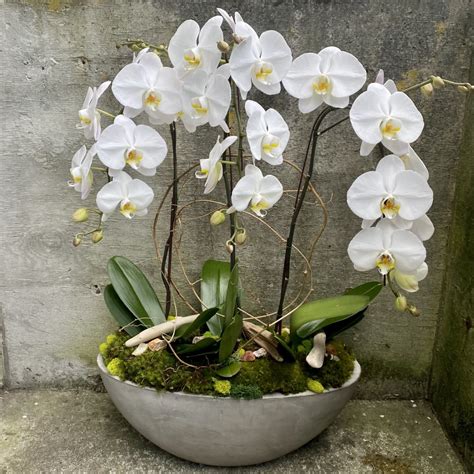 Phalaenopsis Orchid Plant Trio In Seattle WA Fiori Floral Design