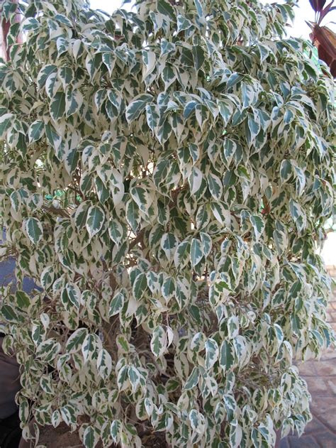 Online Plant Guide Ficus Benjamina Variegata Variegated Weeping Fig