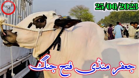 Today Jaffar Mandi Fatehjang Rates Update Fatehjangibulls Viralvideo