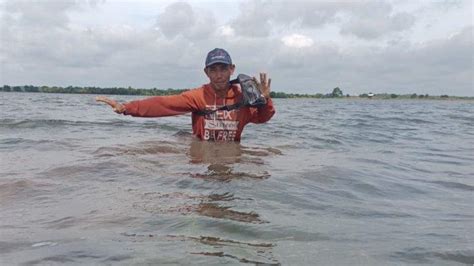 Breaking News Ribuan Hektare Sawah Di Desa Sungai Badak Mesuji Lampung