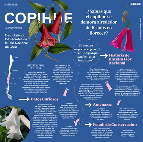 El Copihue Descubriendo Los Secretos De La Flor Nacional De Chile