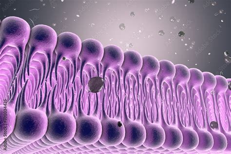 Cell membrane, lipid bilayer, digital illustration of a diffusion of ...