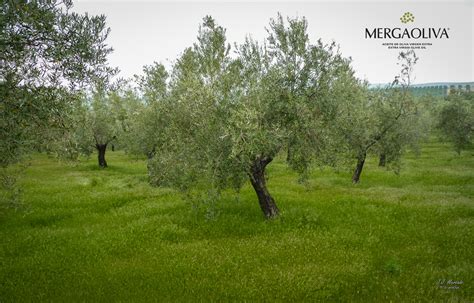 Seguimiento Del Olivar Cubierta Vegetal Y Trama Del Olivo Mergaoliva