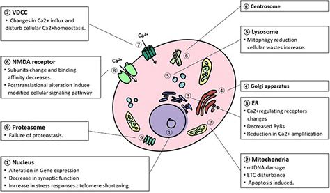 Frontiers Normal Aging Induces Changes In The Brain And