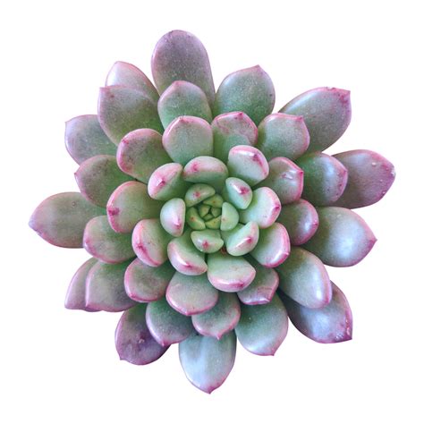 Graptoveria Bashful Succulent Graptoveria Pink Ruby With Care Guide Succulents Box