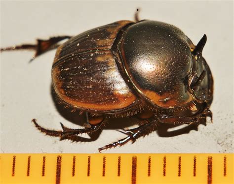 2 Horn Dung Beetle Digitonthophagus Gazella Male Onthoph Flickr