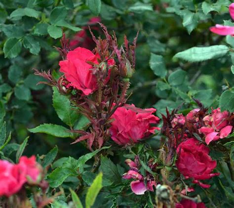 7 Harmful Rose Bush Diseases and How To Cure and Prevent Them - Minneopa Orchards