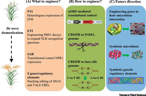 Towards Engineering Broad Spectrum Disease Resistant Crops Trends In Plant Science