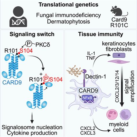 Translational Genetics Identifies A Phosphorylation Switch In Card9