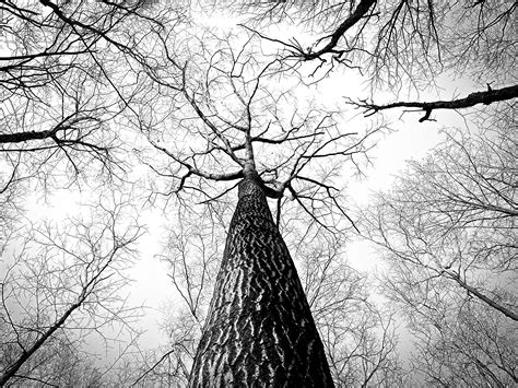 Images Gratuites Arbre La Nature Branche Hiver Noir Et Blanc