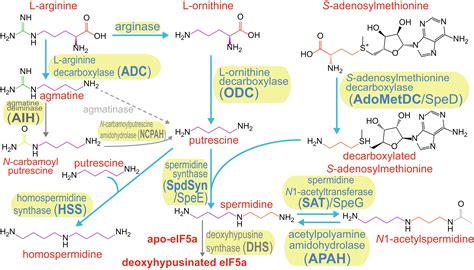 Functional Polyamine Metabolic Enzymes And Pathways Encoded By The