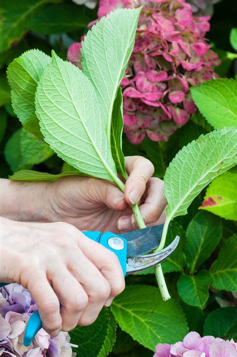 Cut Back Hydrangea In Spring Back Gardener