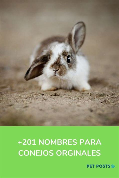 Nombres Para Conejos Originales Machos Y Hembras