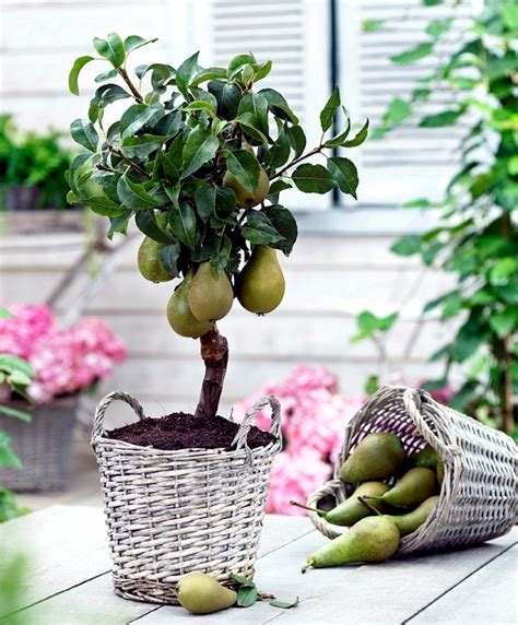 You can dwarf fruit trees in pots and growing trays on the balcony ...