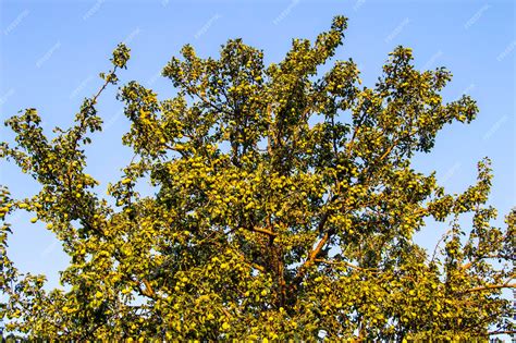 Premium Photo Pears Ripening On A Pear Treecloseup Pear Tree And Its