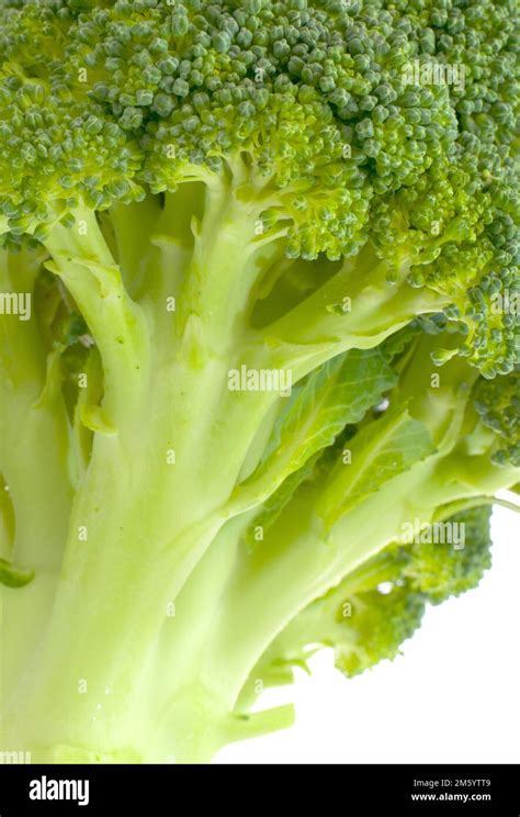 Brócoli con fondo blanco Brassica oleracea var italica Verdura fresca