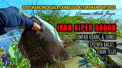 Mancing Ikan Kiper Babon Spot Di Kampung Keturunan Portugis Lamno