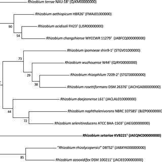 Phylogenomic Tree Of Strain KVB221T And Its Closely Related Rhizobium