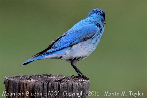 Mountain Bluebird