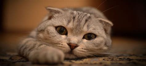 Самые милые породы кошек