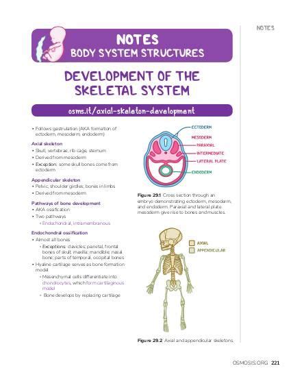 Development Of Muscular System Embryology Part Skeletal 43 Off