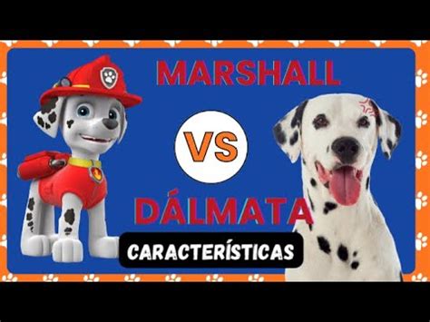 Marshall na vida real Patrulha Canina características do personagem