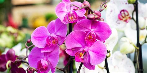 How To Get Your Orchid Plant To Bloom AgainCare Tips To Try