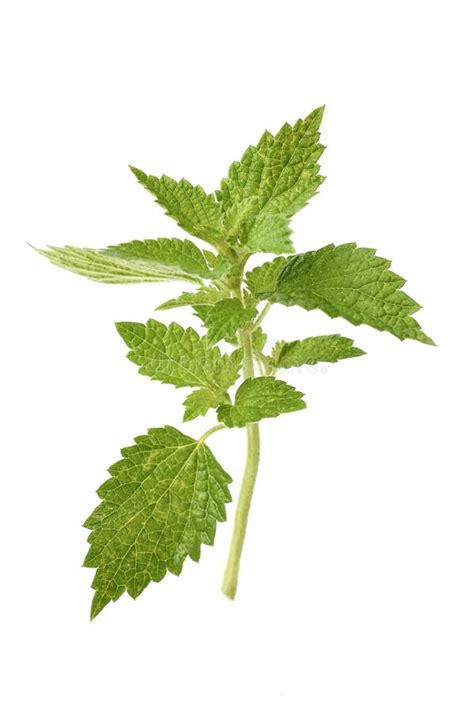 Stinging Nettles Isolated On White Background Stock Image Image Of