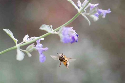 What Happens When A Queen Bee Dies Or Is Killed