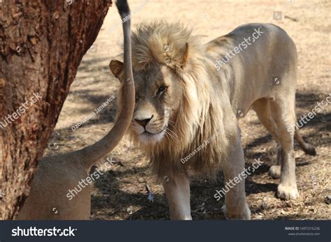 Lions South African Park Stock Photo (Edit Now) 1697216236